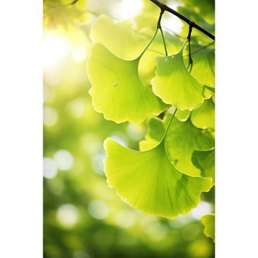 Tableau Feuille Ginkgo